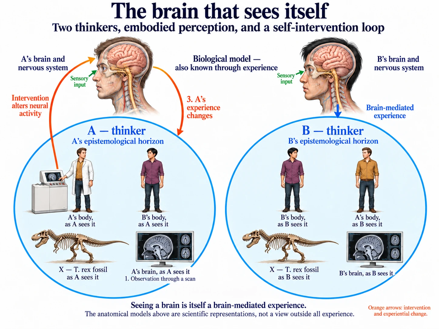 Diagram titled ‘The brain that sees itself: two thinkers, embodied perception, and a self-intervention loop’. At the top, anatomical heads show A’s and B’s brains and nervous systems, labelled ‘Biological model, also known through experience’. Below each head is a blue circle, A’s and B’s epistemological horizons. Inside A’s circle: A in a lab coat at a brain scanner, B’s body as A sees it, the T. rex fossil X as A sees it, and a screen showing A’s brain as A sees it. Orange arrows run from the scanner up to A’s brain (‘Intervention alters neural activity’) and back down into A’s circle (‘A’s experience changes’). B’s circle holds B’s body, A’s body, the fossil and B’s brain as B sees them. Caption: ‘Seeing a brain is itself a brain-mediated experience. The anatomical models above are scientific representations, not a view outside all experience.’