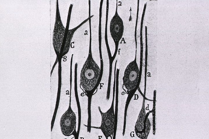 Santiago Ramón y Cajal, the vestibular nerve’s contacts on the giant cells of the tangential nucleus in birds, fig. 135