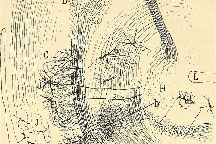 Santiago Ramón y Cajal, a plate from Beitrag zum Studium der Medulla Oblongata, 1896