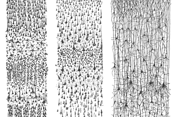 Santiago Ramón y Cajal, three drawings of the layers of the human cerebral cortex