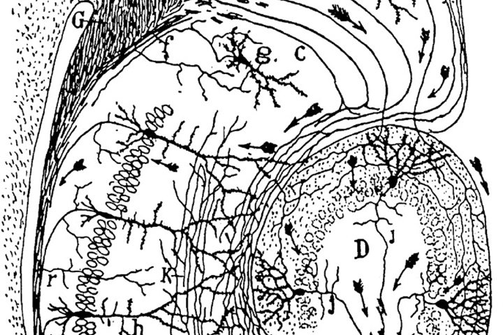 Santiago Ramón y Cajal, the neural circuitry of the hippocampus, from Histologie du système nerveux, 1911