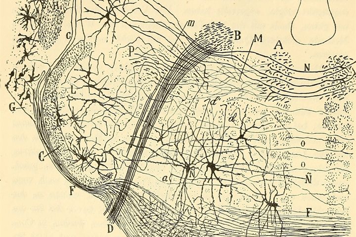Santiago Ramón y Cajal, a plate from Beitrag zum Studium der Medulla Oblongata, 1896