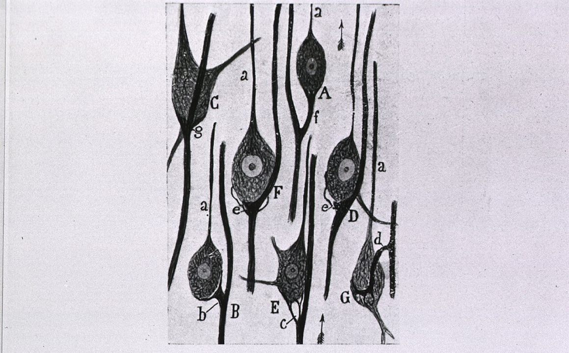 Santiago Ramón y Cajal, the vestibular nerve’s contacts on the giant cells of the tangential nucleus in birds, fig. 135