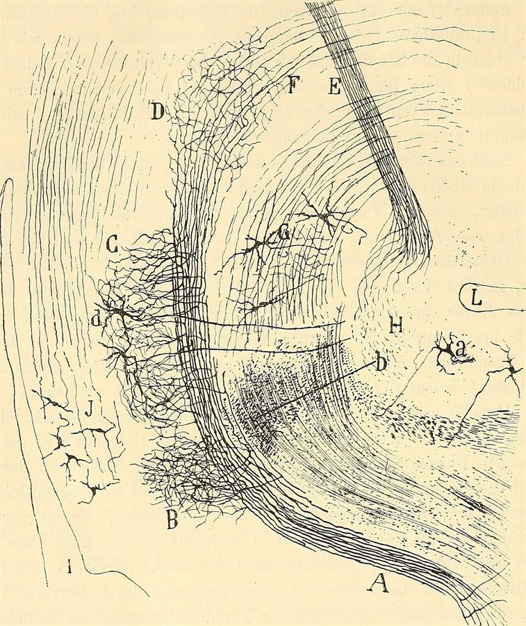 Santiago Ramón y Cajal, a plate from Beitrag zum Studium der Medulla Oblongata, 1896