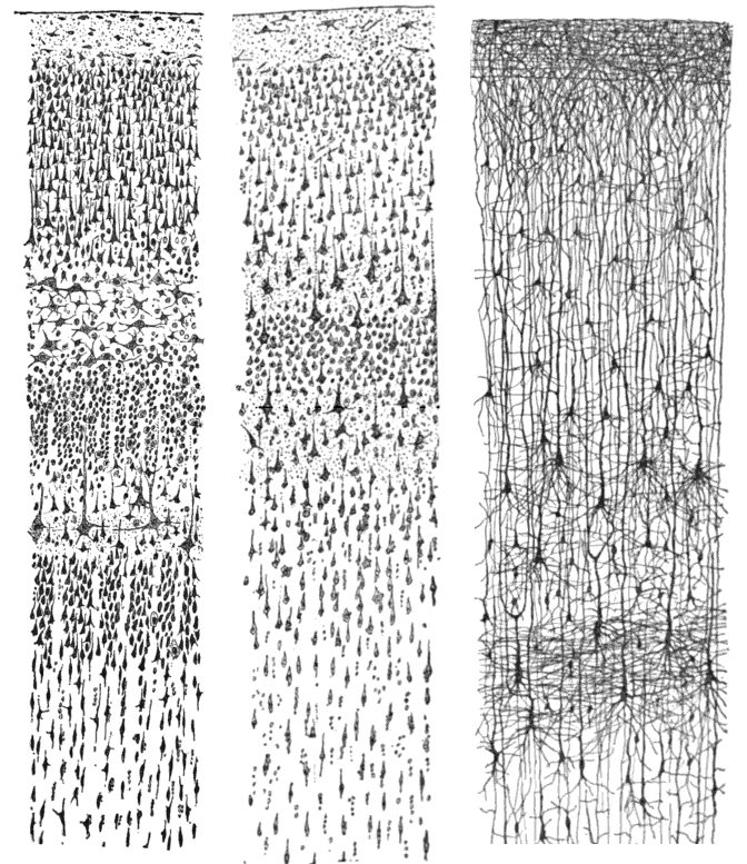 Santiago Ramón y Cajal, three drawings of the layers of the human cerebral cortex