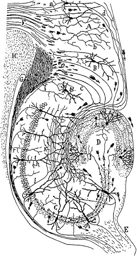 Santiago Ramón y Cajal, the neural circuitry of the hippocampus, from Histologie du système nerveux, 1911