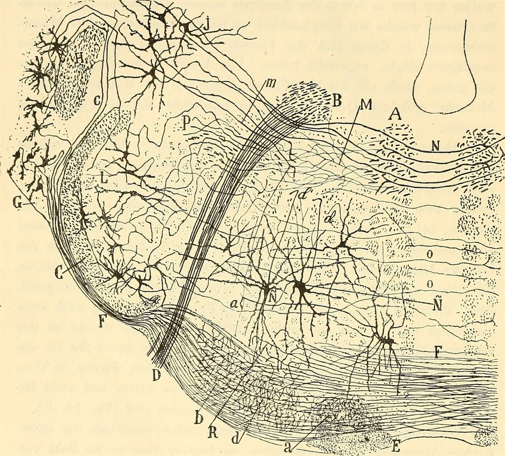 Santiago Ramón y Cajal, a plate from Beitrag zum Studium der Medulla Oblongata, 1896